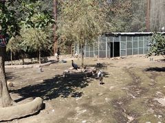 -哈尔滨北方森林动物园