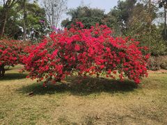 -中国科学院西双版纳热带植物园