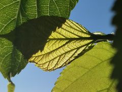 -前小桔亲子创意农场·草莓采摘·露营烧烤