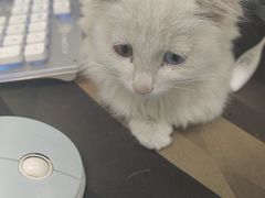 -宠福鑫康馨动物医院·骨科·眼科