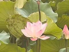 -荔湾湖公园