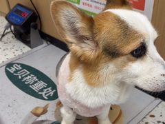 -瑞派康怡24h宠物医院·犬猫医疗中心·微创绝育(瑞景分院)