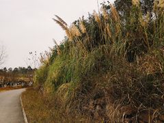 -白鹭湾湿地公园