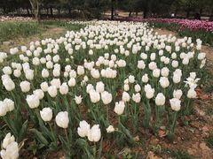 -秀丽东方