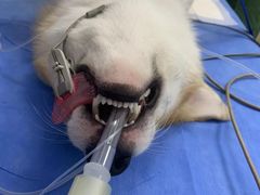 -芭比堂动物医院·犬猫全科·异宠专科(雁塔分院)
