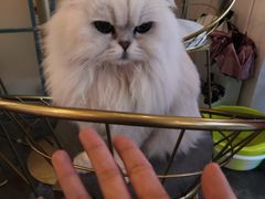 -喵屿·大理花园猫咖