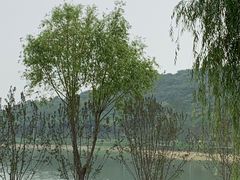 -羊山湖公园