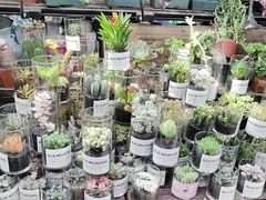 -双季花艺园艺市场(浦东店)