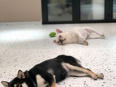 -米宠家·撸猫猫咖小萌宠·猫咪洗澡·猫咪寄养(高新大都荟店)
