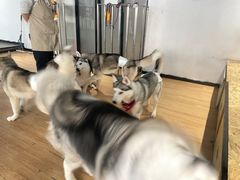 -Husky Go! 哈士奇体验馆·宠物咖啡厅狗咖