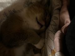-谐和益家动物医院·免疫绝育·血液透析·宠保定点医院(高新伊藤分院)
