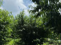 -老袁家蜜桃农场·阳山水蜜桃