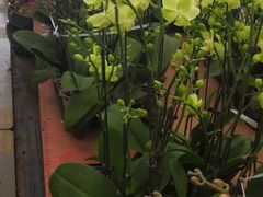 28块，蝴蝶兰-龙大花卉苗木市场