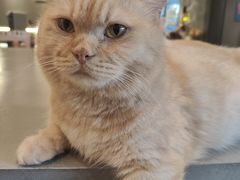 -MOCHA明星猫咖(田子坊店)