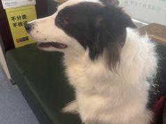 -顺强宠物诊所·狂犬免疫·夜诊·骨科(嘉定店)