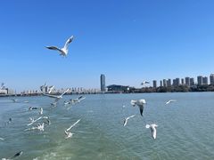 -无锡蠡湖国家湿地公园-蠡园