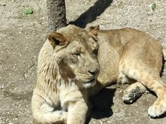 -北京野生动物园