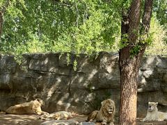 -北京野生动物园