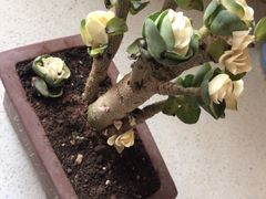 -双季花艺园艺市场(浦东店)