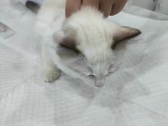 -佳雯宠物医院(金华南路分院)