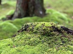 -西芳寺(苔寺)