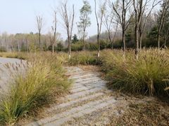 -东郊湿地公园