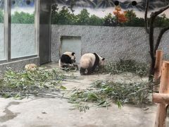 -西安秦岭野生动物园