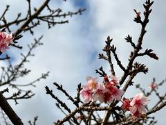 -上海辰山植物园