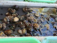 -大湾区中央湿地公园-十九涌