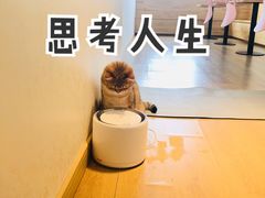 -猫腻·猫咖·撸猫馆(星光大道店)