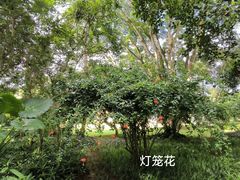 -中国科学院西双版纳热带植物园