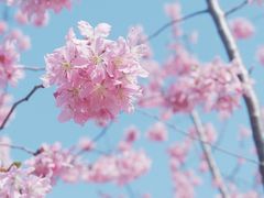 -顾村公园