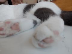 -喵园·猫主题咖啡厅·撸猫·猫咖(国贸店)