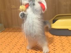 -欣宠猫屋·矮脚拿破仑·蓝金金渐层