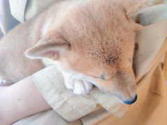 -柴犬小屋·柴餐厅·狗咖食堂(金鼎广场店)