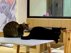 -滚猫咖啡·猫咖·猫友好撸猫(未来城店)