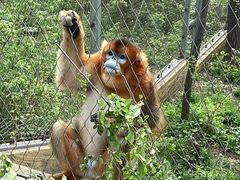 -哈尔滨北方森林动物园