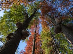 -武汉大学-樱园