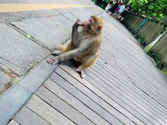 -黔灵山公园