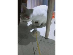 -喵的天空名猫咖啡馆·撸猫·猫舍·用品