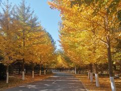 -长白岛森林公园