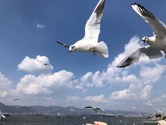 -海埂大坝