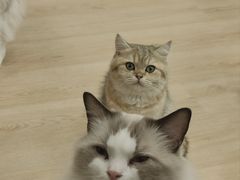 -有喵·猫咖·狗咖·30几只猫10只小狗(岗厦店)
