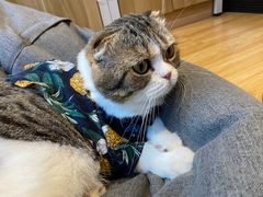 -啵啵喵·猫咖(攀华国际店)