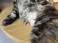 -猫和宫(六道口店)