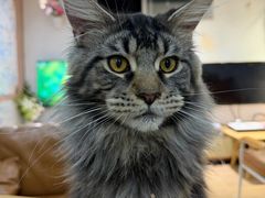 -李小姐の猫咖啡馆(五角场店)