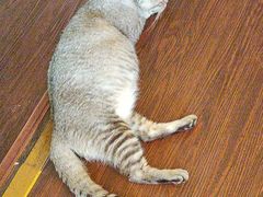 -猫岛主趣味餐厅(鼓浪屿店)