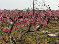 -张家港凤凰山景区河阳山歌馆