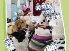 -汪说·狗咖·拼豆·宠物周边DIY(旺城大厦店)