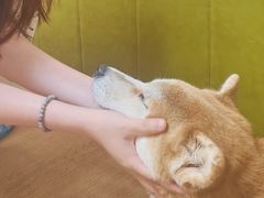 -是阿柴呀！柴犬咖啡·爱喵喵猫咖
